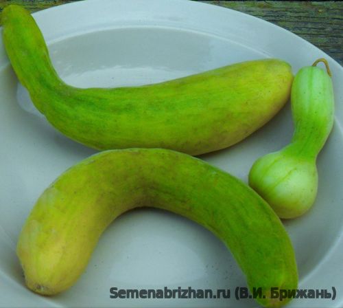 Тайская Зелёная