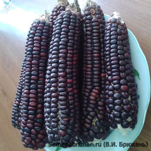 Mays Concho Black Red
