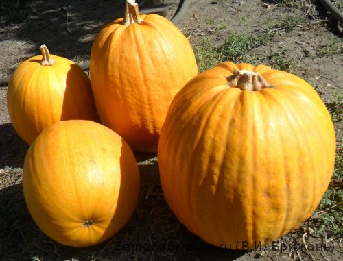 Дыня канталупа апельсин. Тыква дынная. Семена тыква дынька f1. Джизакская оранжевая дыня. Тыква банановая семена.