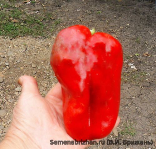 Таллион