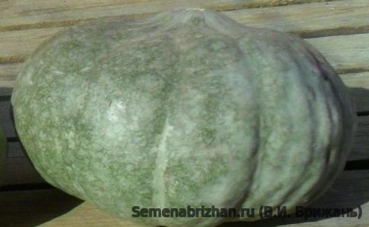 Berrettina Piacentina Squash