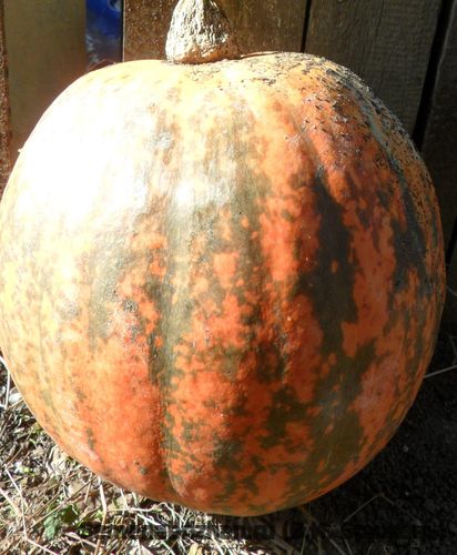 Golden Pumpkin