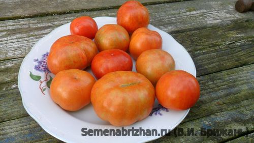 Mountain Magic Tomato.