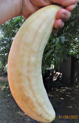 White Armenian (Армянский белый)