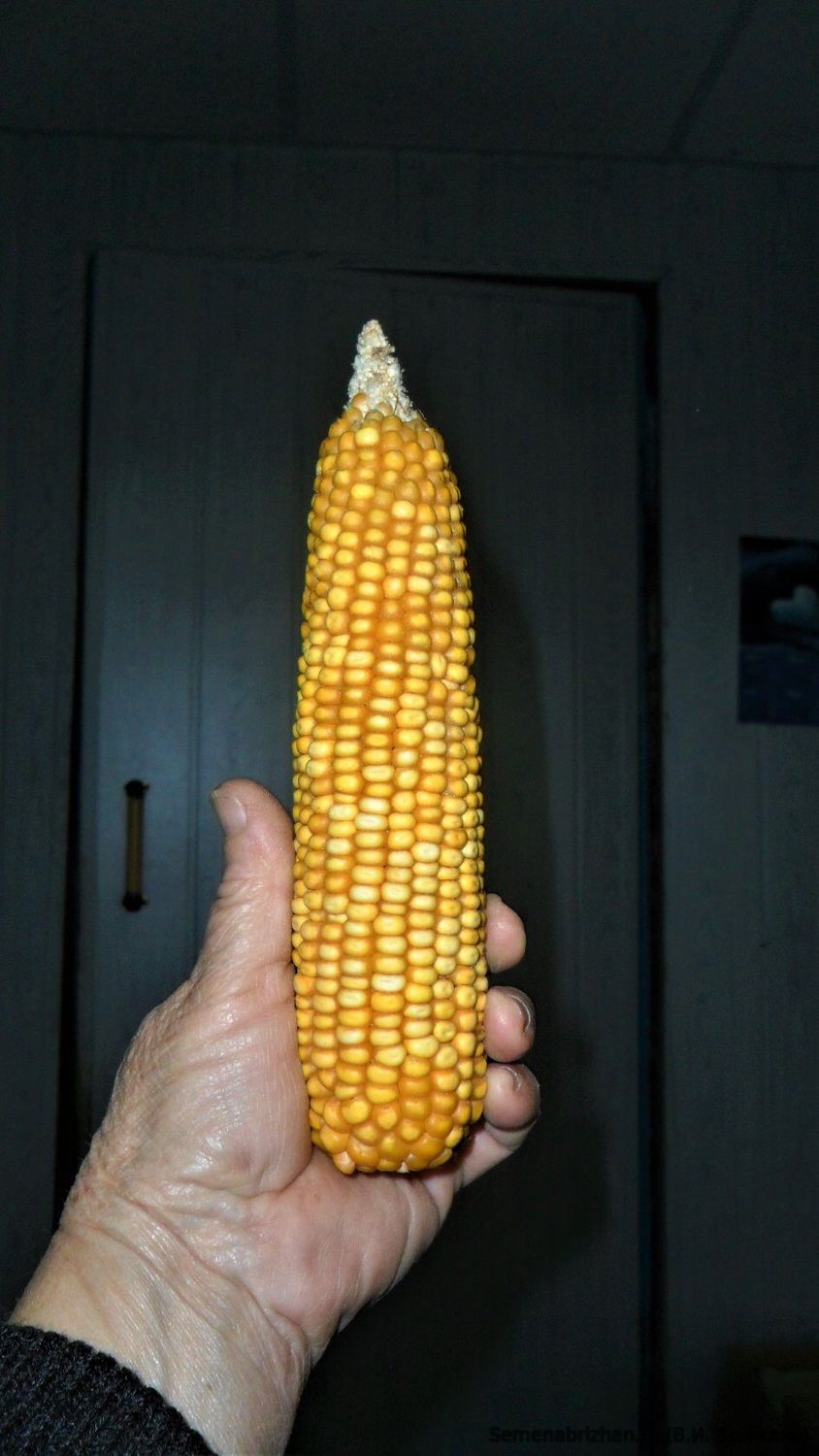 Early Corn