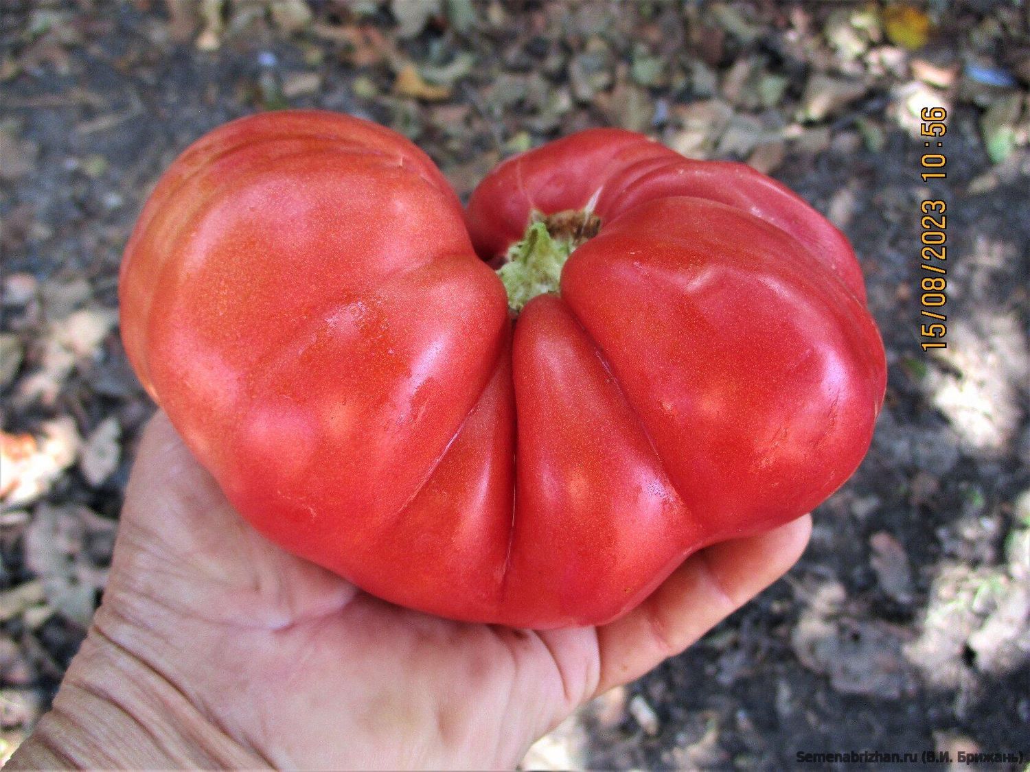 Семипалатинский