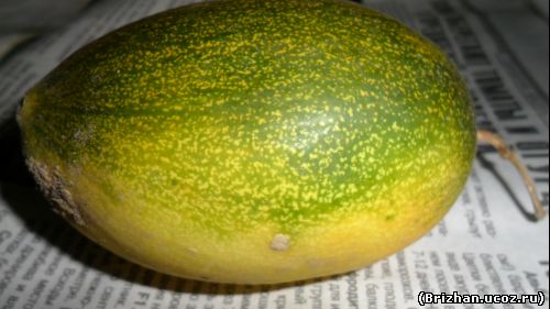 Минжу
