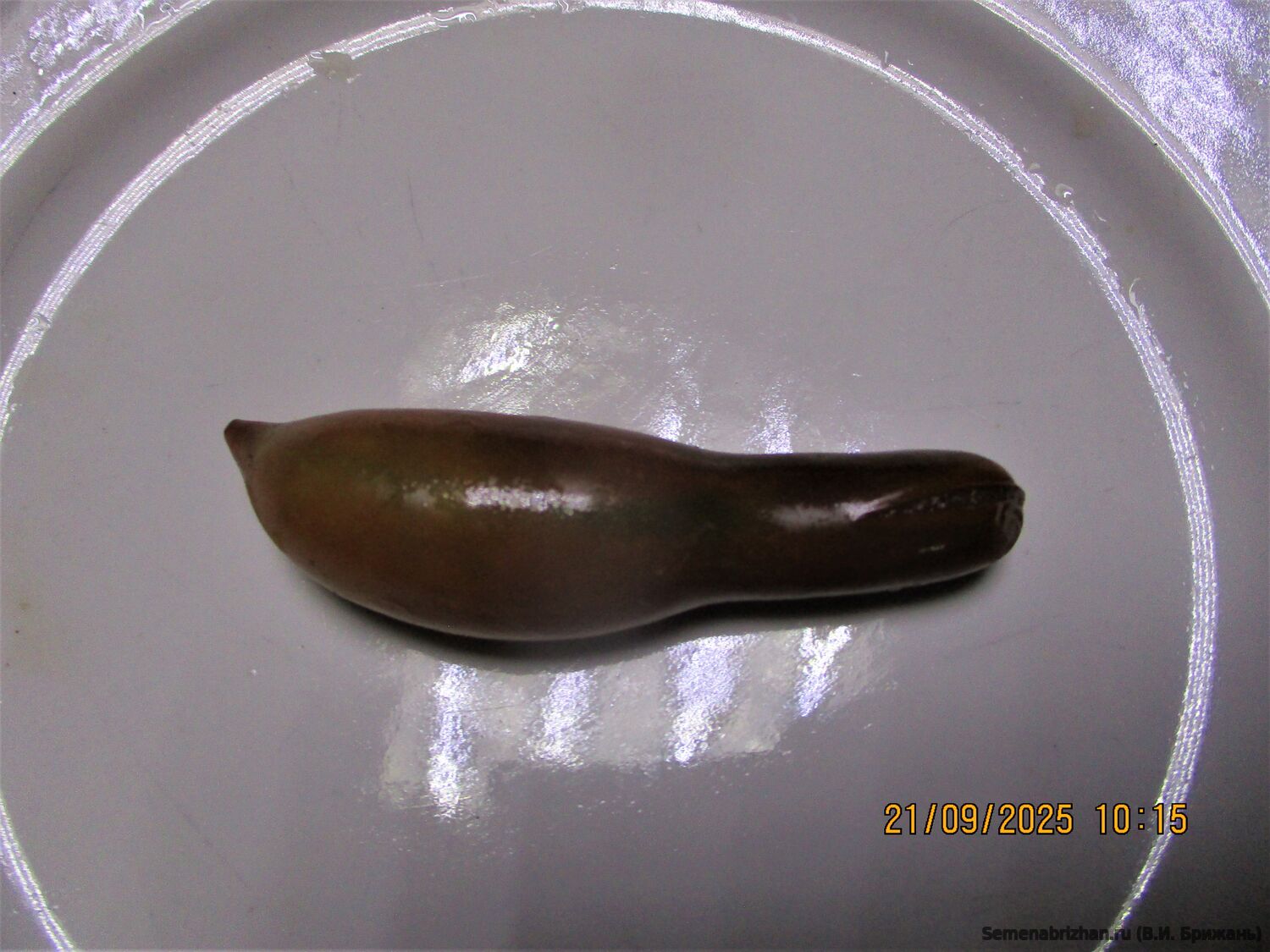 Китайский Пурпурный