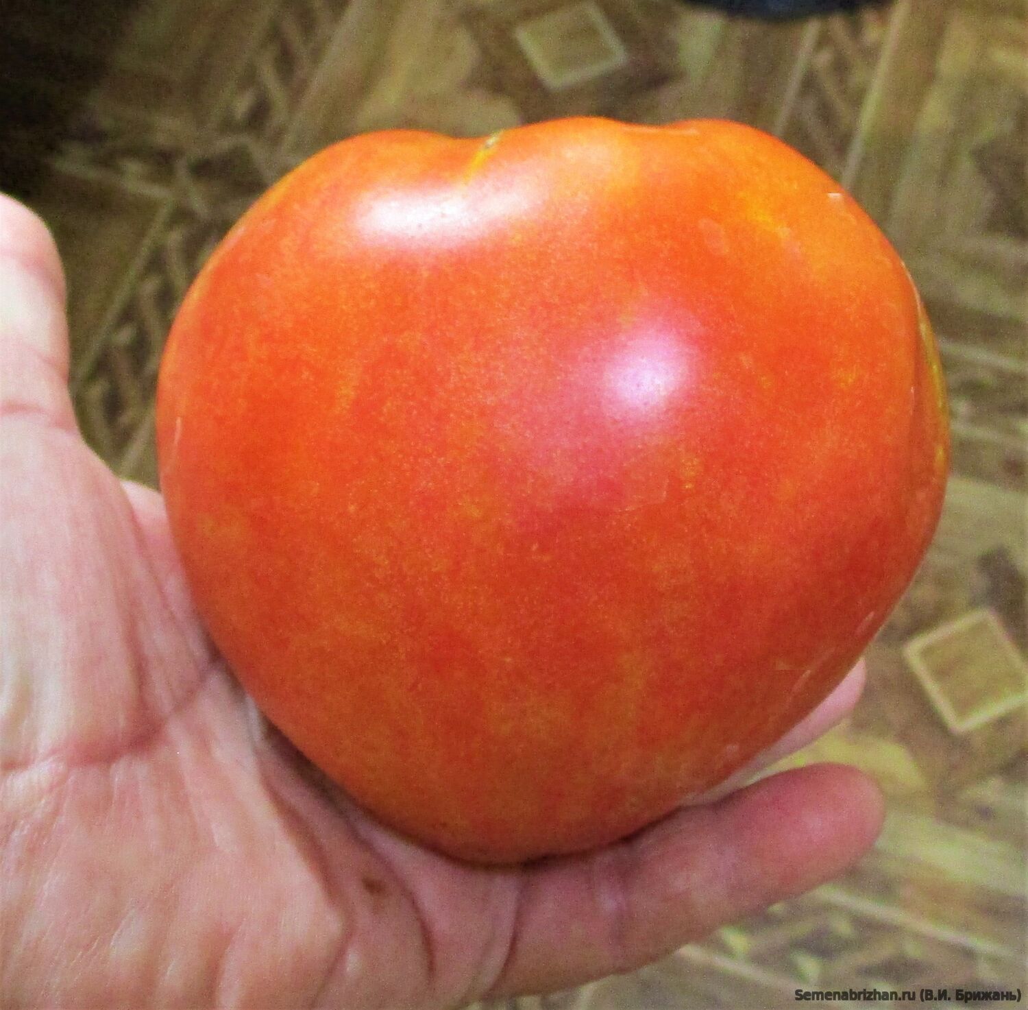 Говядина с Куста