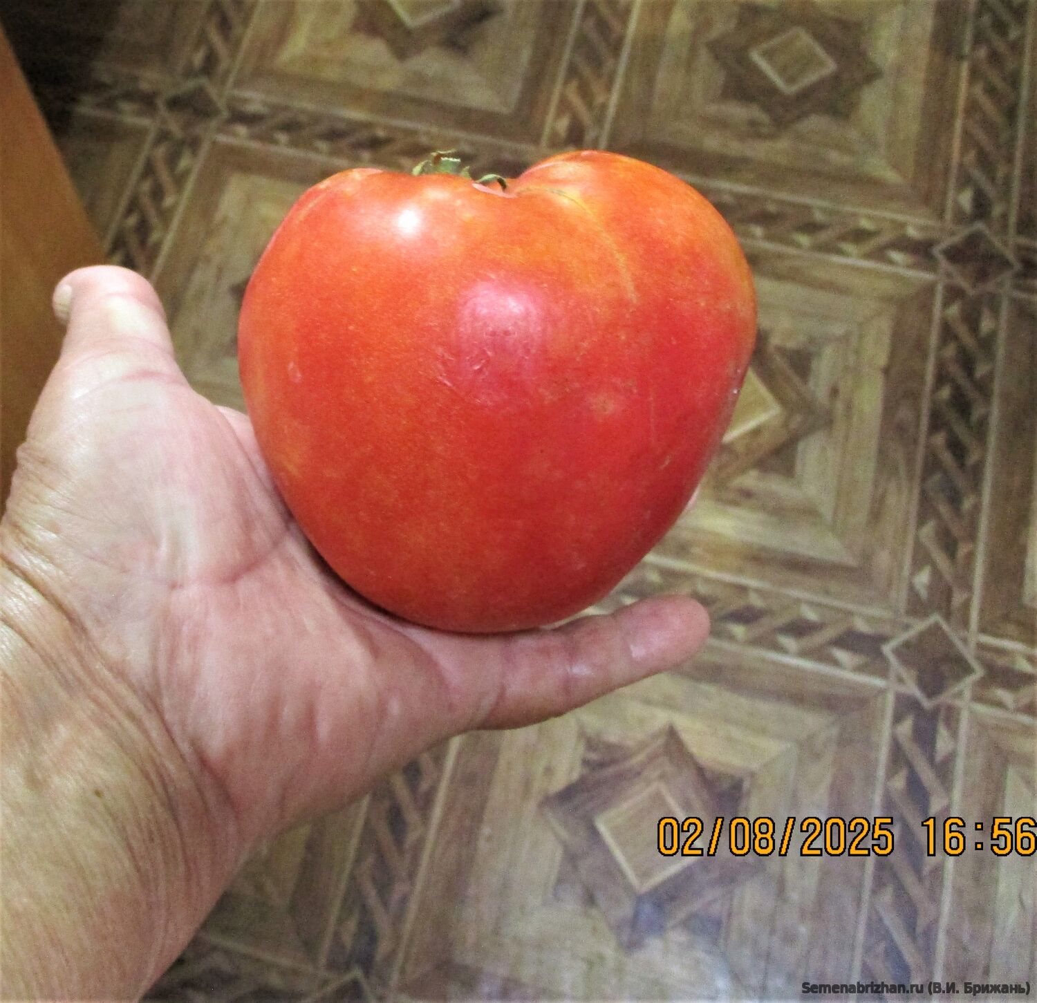 Бычье Сердце Раннее