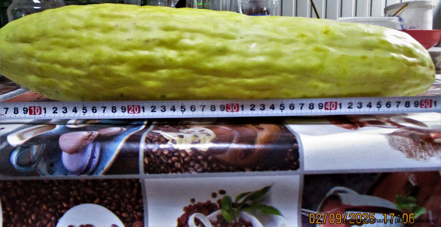 Банан Белый Улучшенный