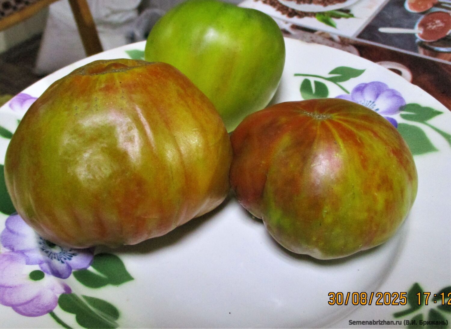 Dwarf Crimson Sunset ( Гном Багряный Закат)