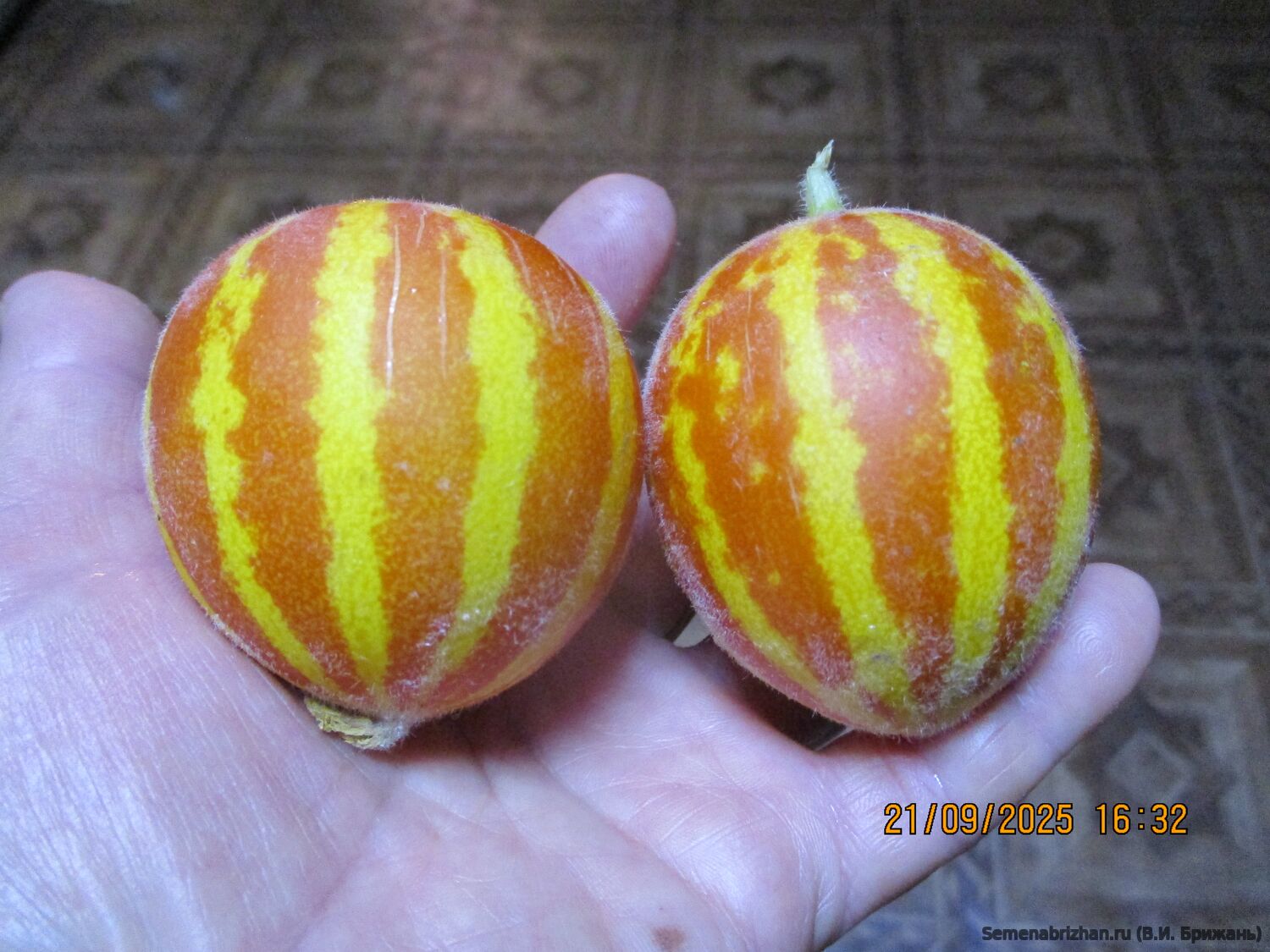 Ходжа Насредин