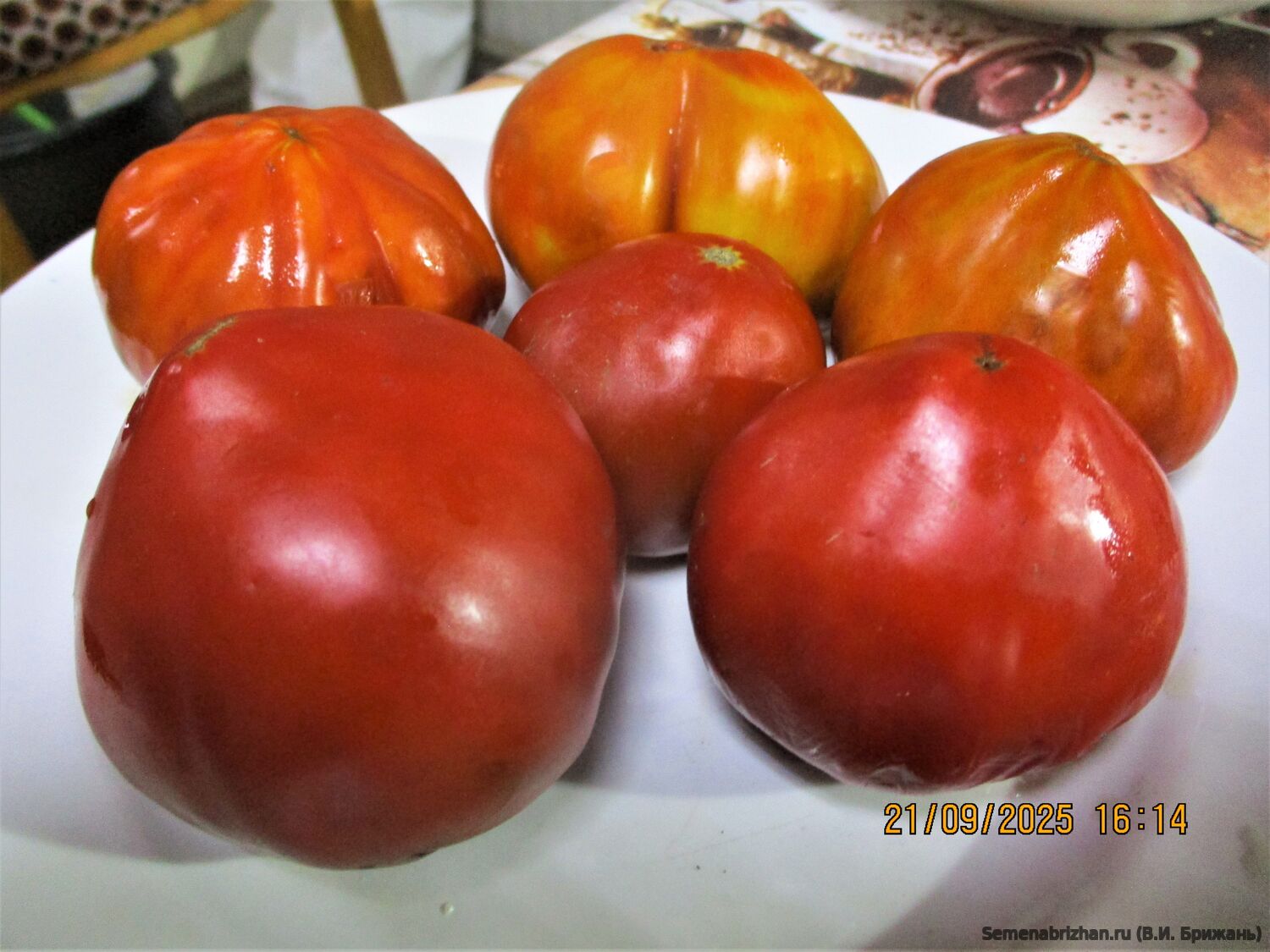 Dwarf Purple Hearts of Boucheron