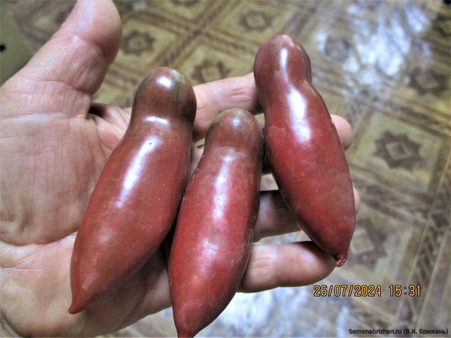 Bourgogne Lange Ærmer ( Бордовые Длинные Рукава )