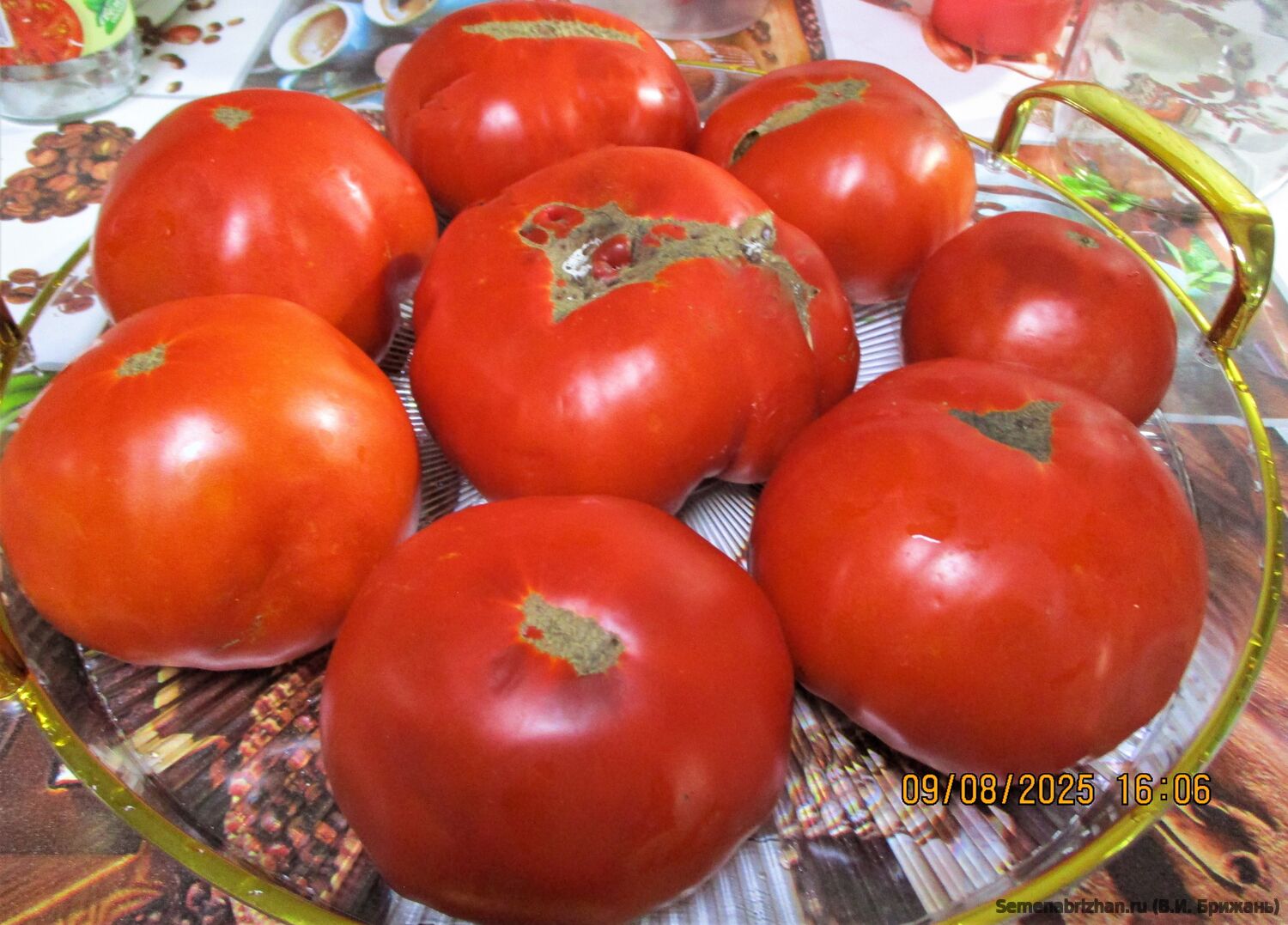 Царский Любимец