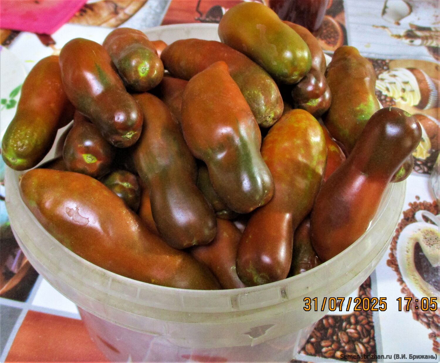 Flaschentomaten Brown (Фляшентомат Коричневый)