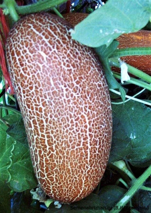 Огурец посевной Сиккимский, Бабушкин Ридикюль (Cucumis sativus 