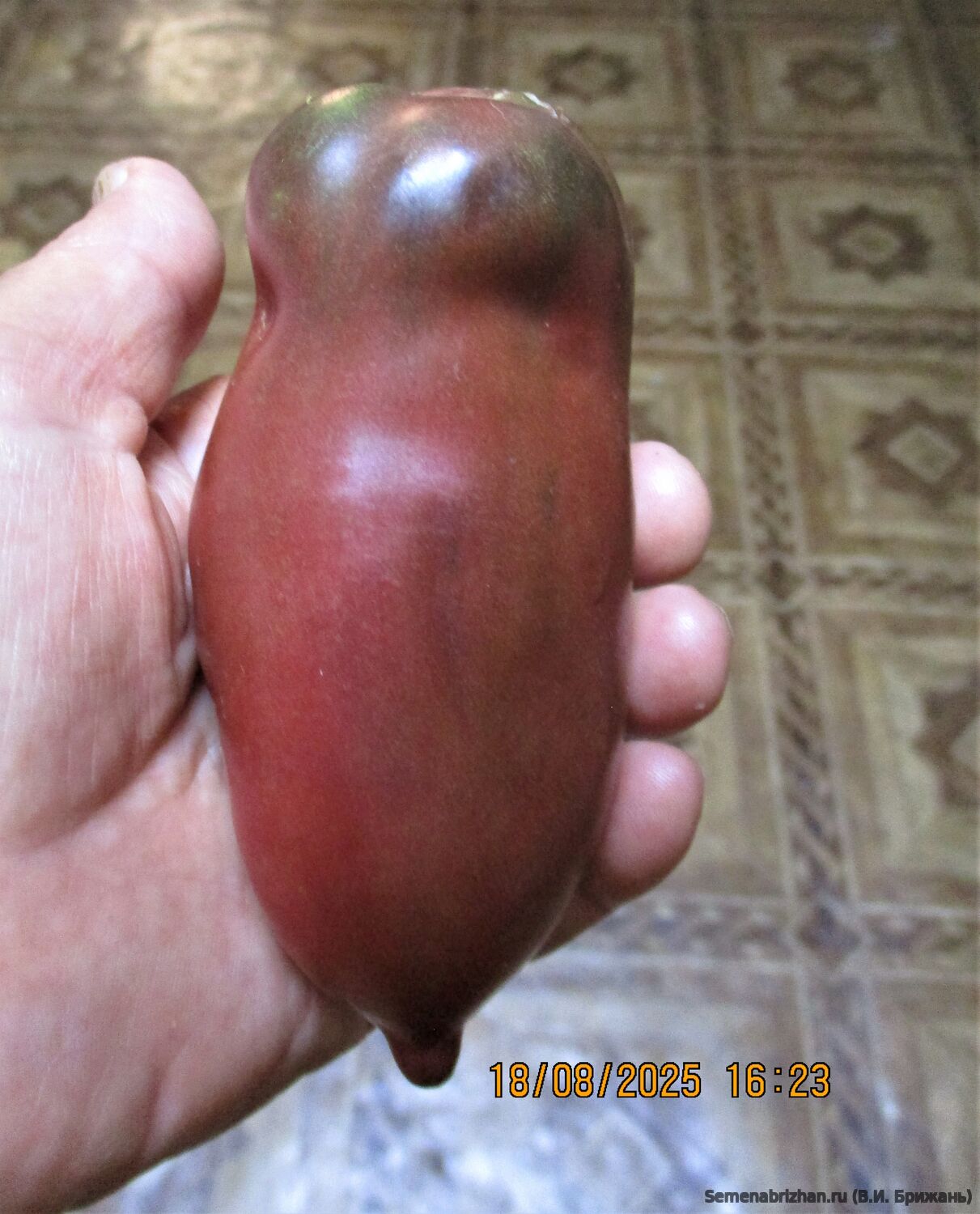 Wessel's Purple Pride (Фиолетовая гордость Весселя)