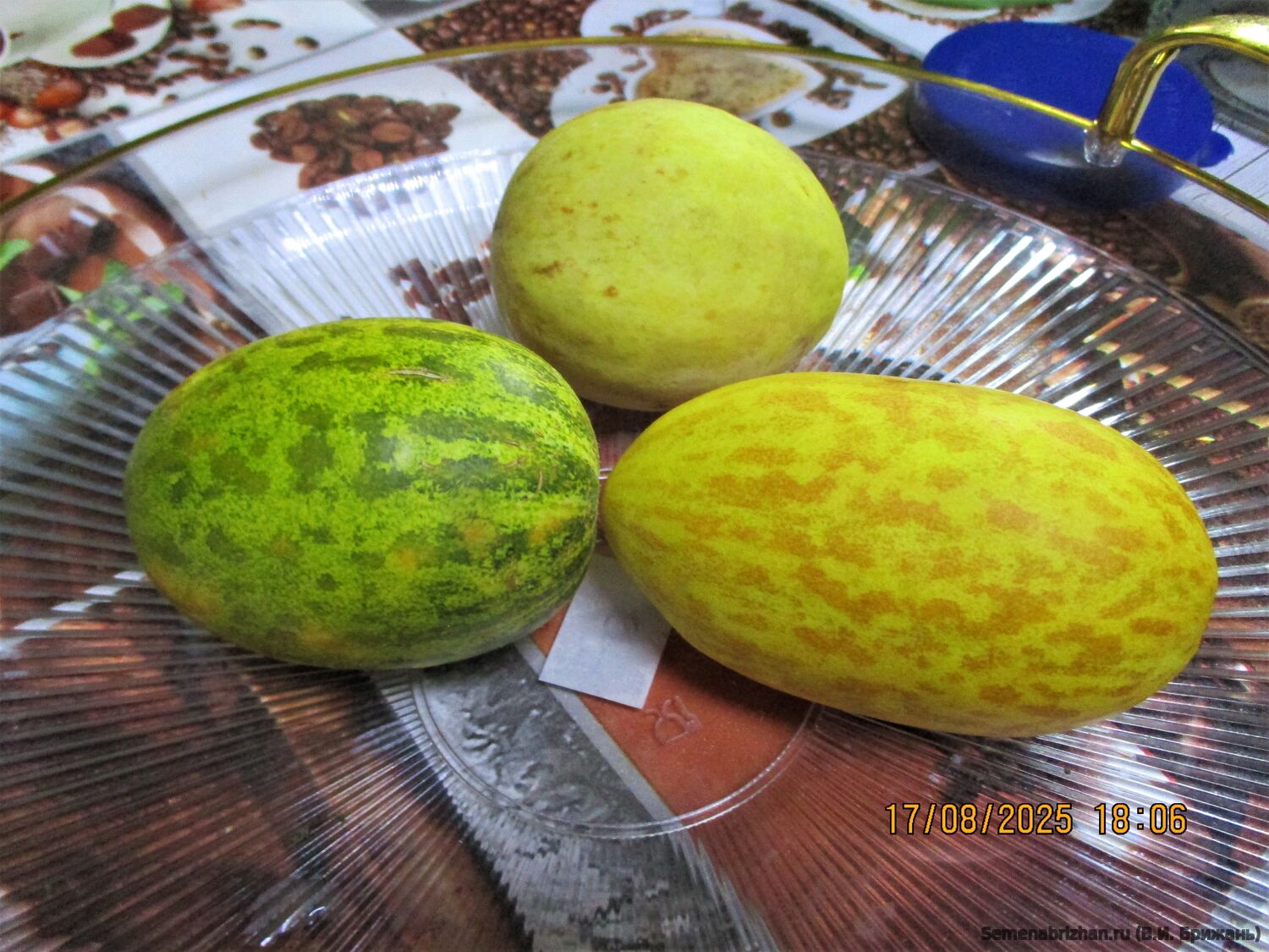 Мини-дыня Ананас Американо