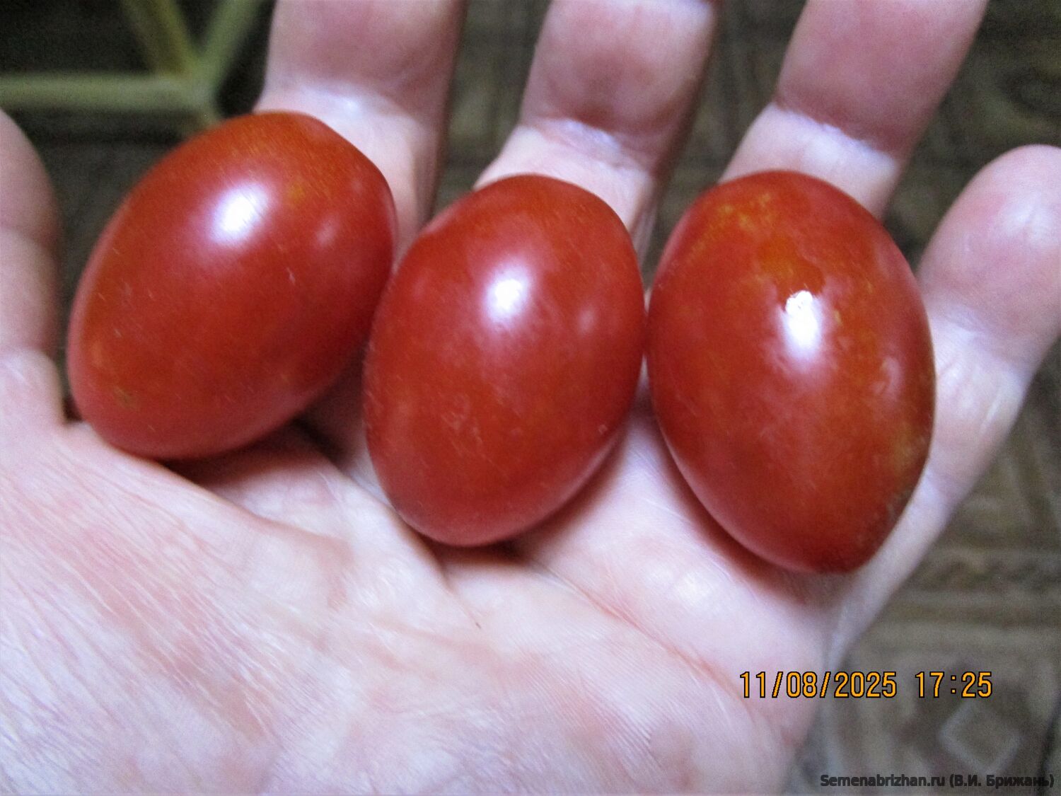 Черри-Капли