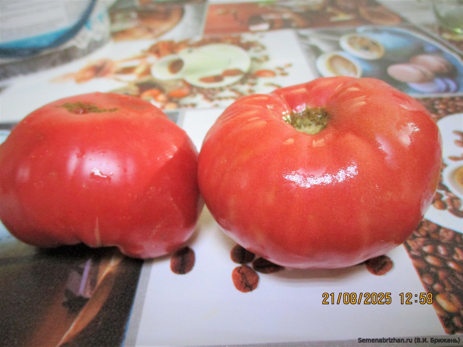 Tidwell German (Тидвелл немецкий)