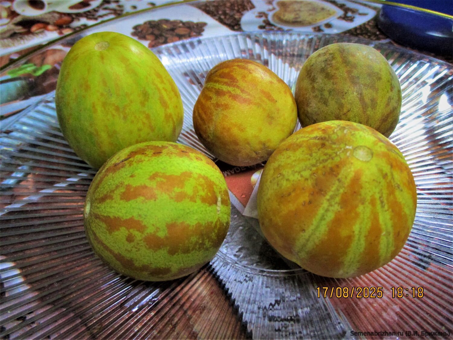 Дудайма Red Earth (Красная Земля).