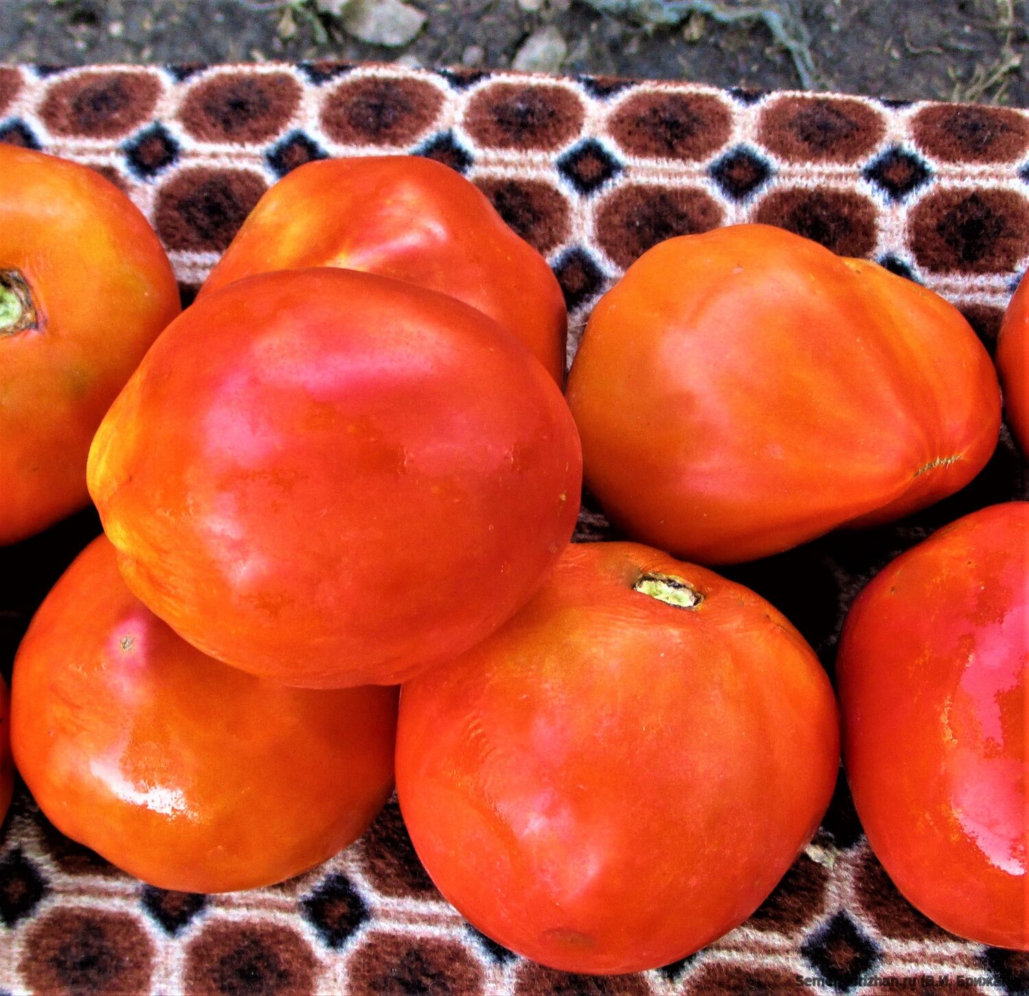 Минусинский Бочонок