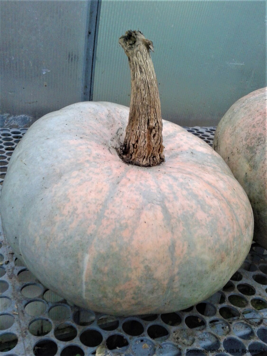 Nordens Vidunder (Чудо Севера)