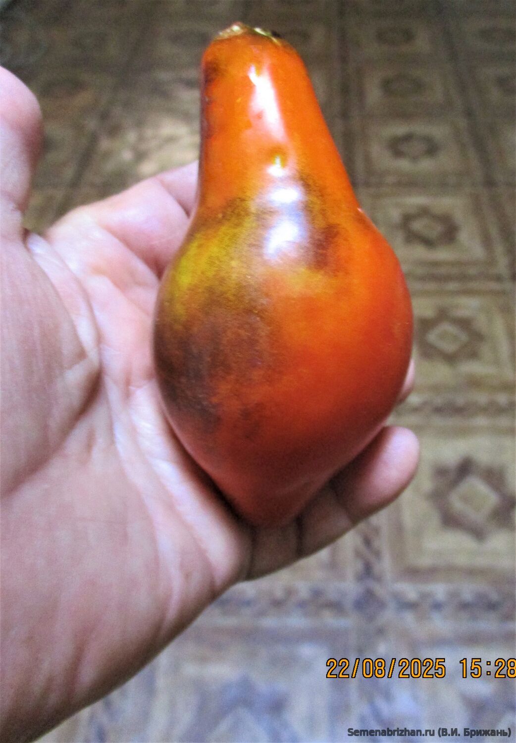 Анто Розовая Пантера, Гном №2