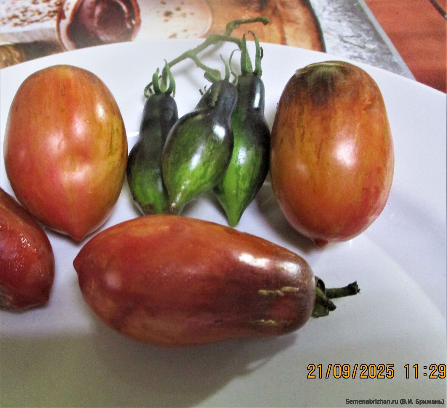 Анто Розовая Пантера, Гном №1