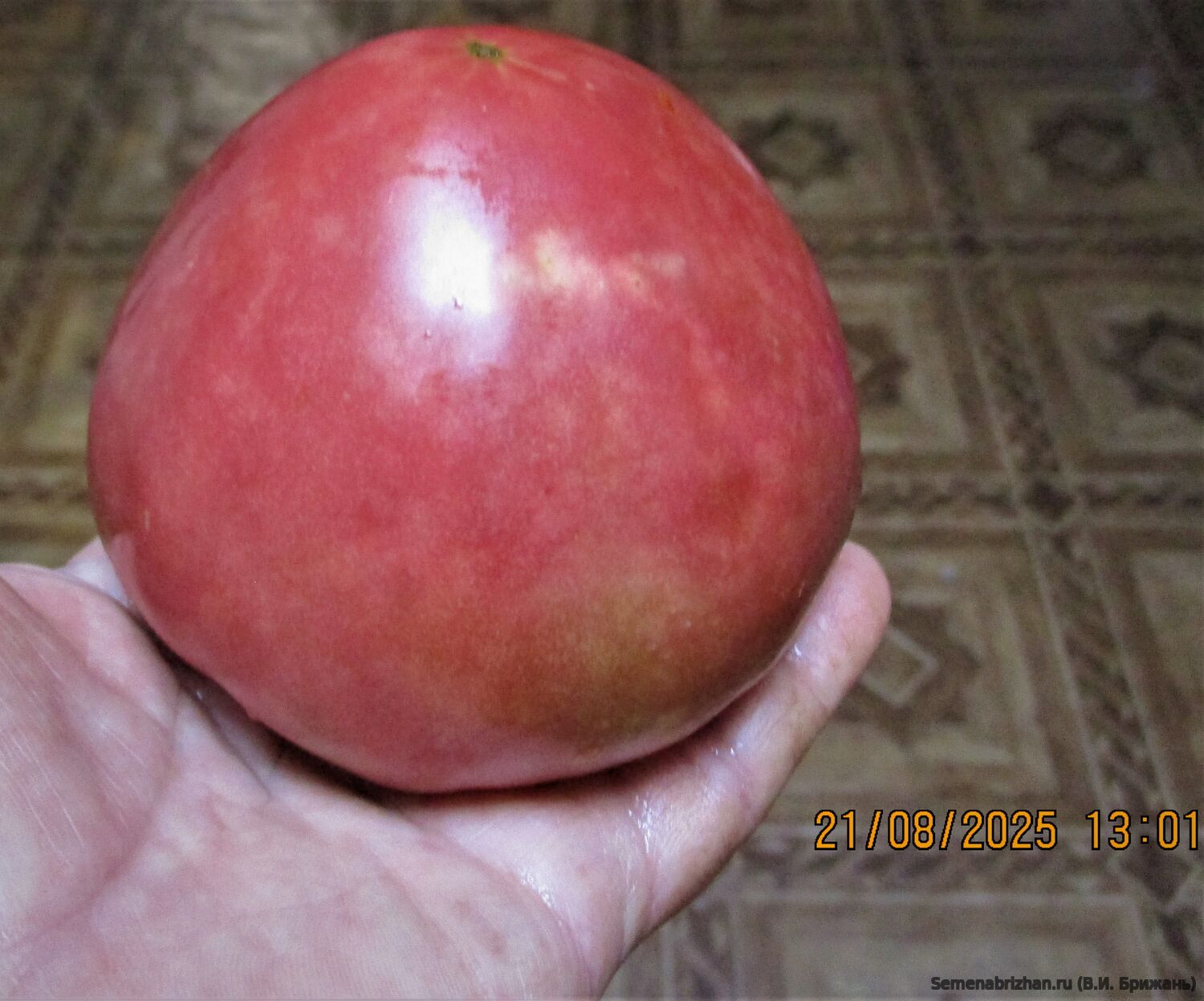 Charbonneuse du Berry (Шарбоннёз-дю-Берри)