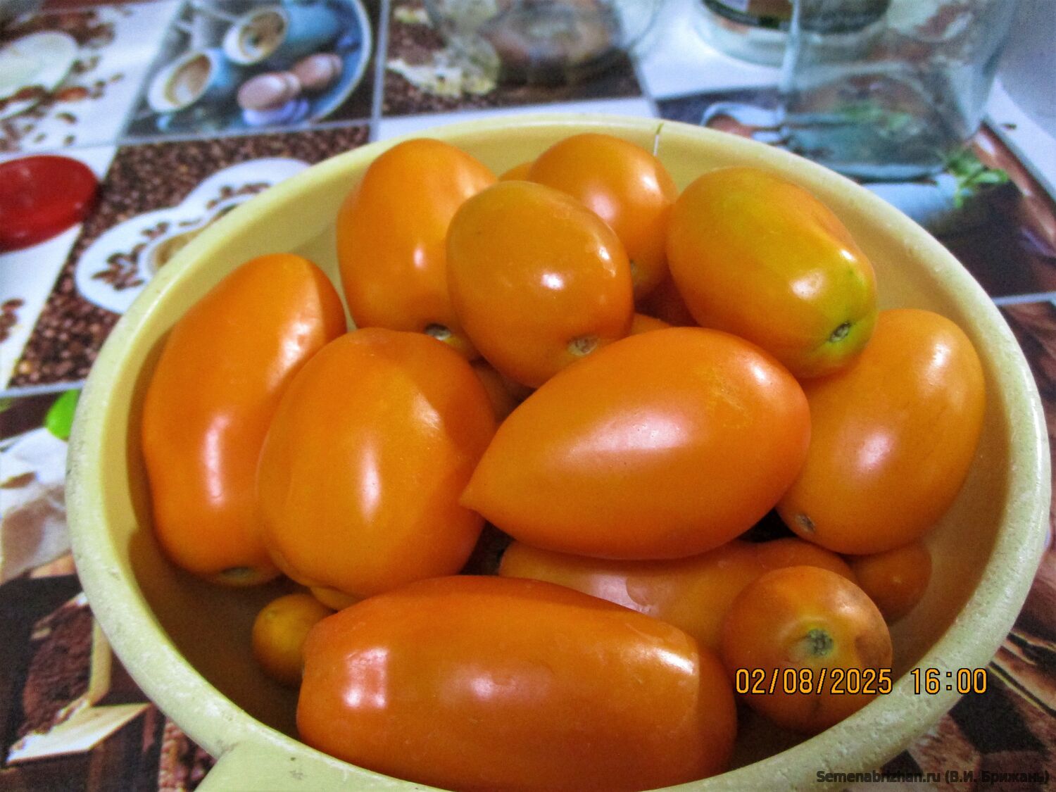 Flaschentomaten Orange (Фляшентомат Оранжевый)