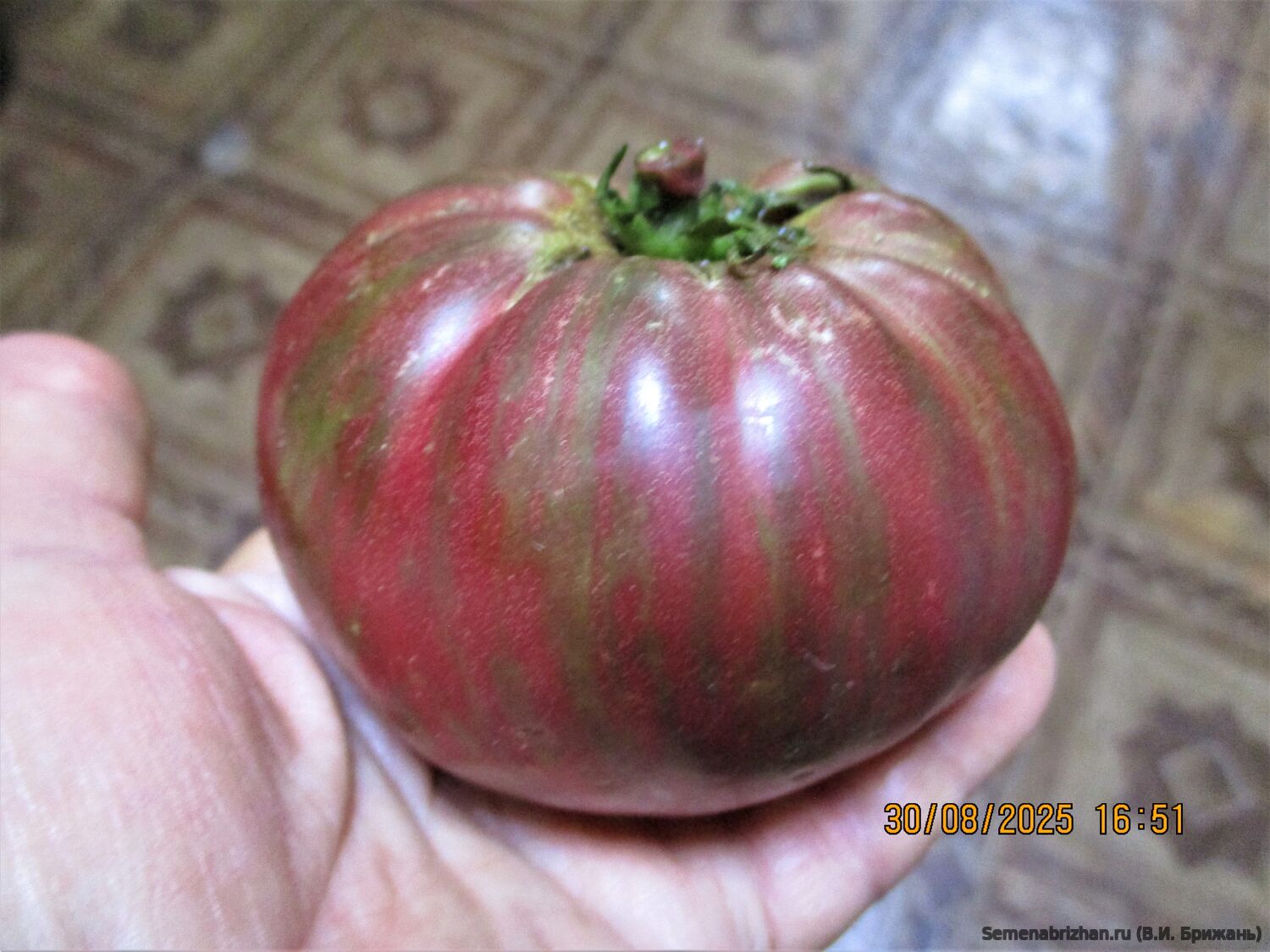 Dwarf Rebel Starfighter Dipper's Delight