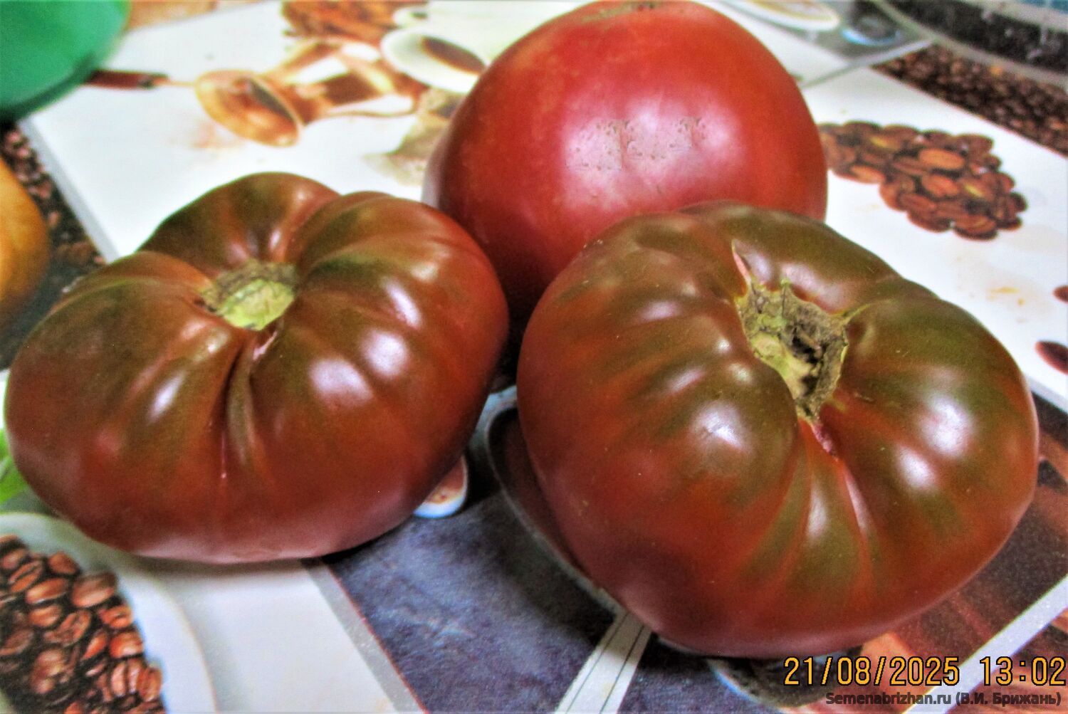 POMODORO DEI PIRENEI-ПИРЕНЕЙСКИЙ ПОМИДОР