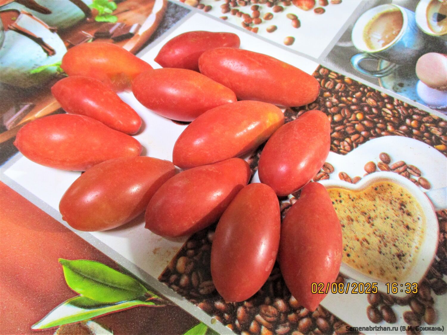 Минусинский Кистевой РОЗОВЫЙ