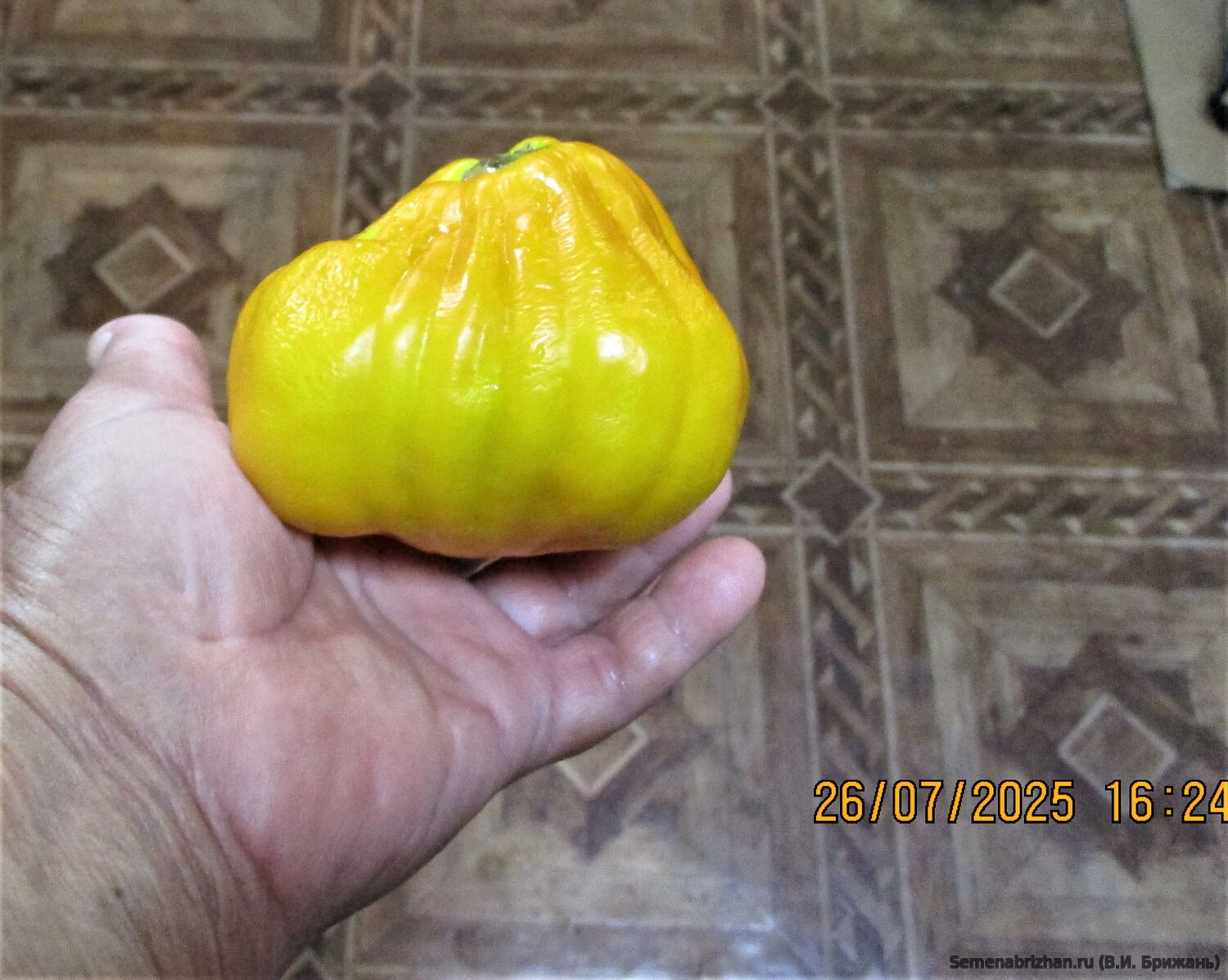 Beuteltomate aus El Salvador