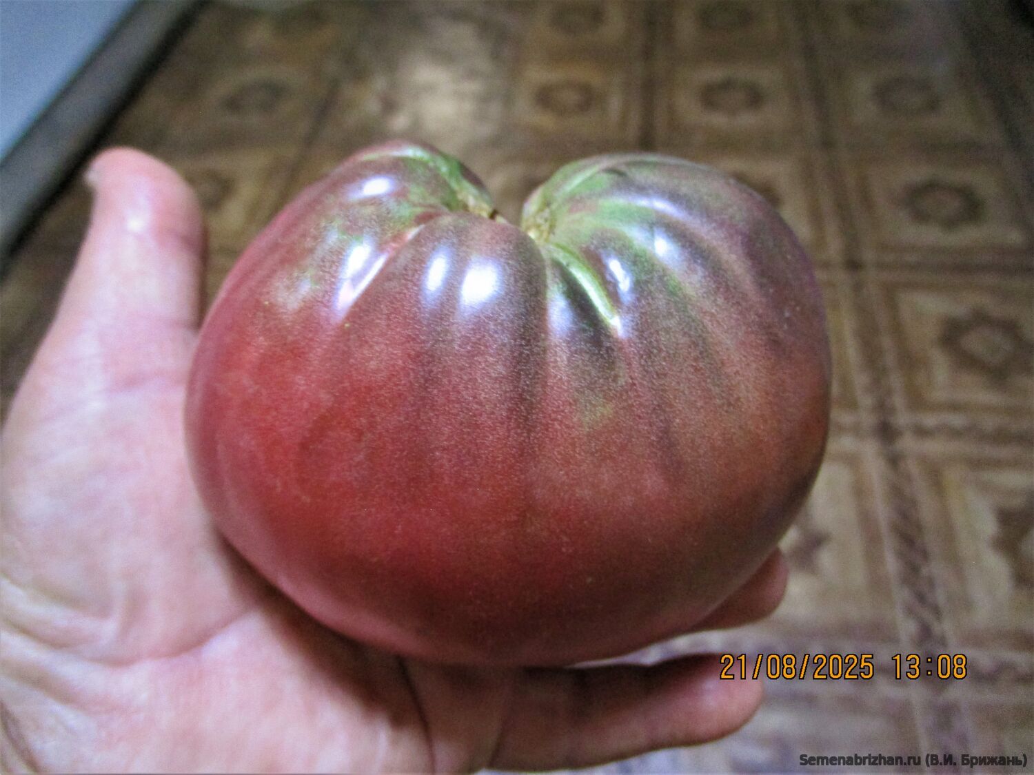 Dwarf Purple Heart (Гном Пурпурное Сердце)