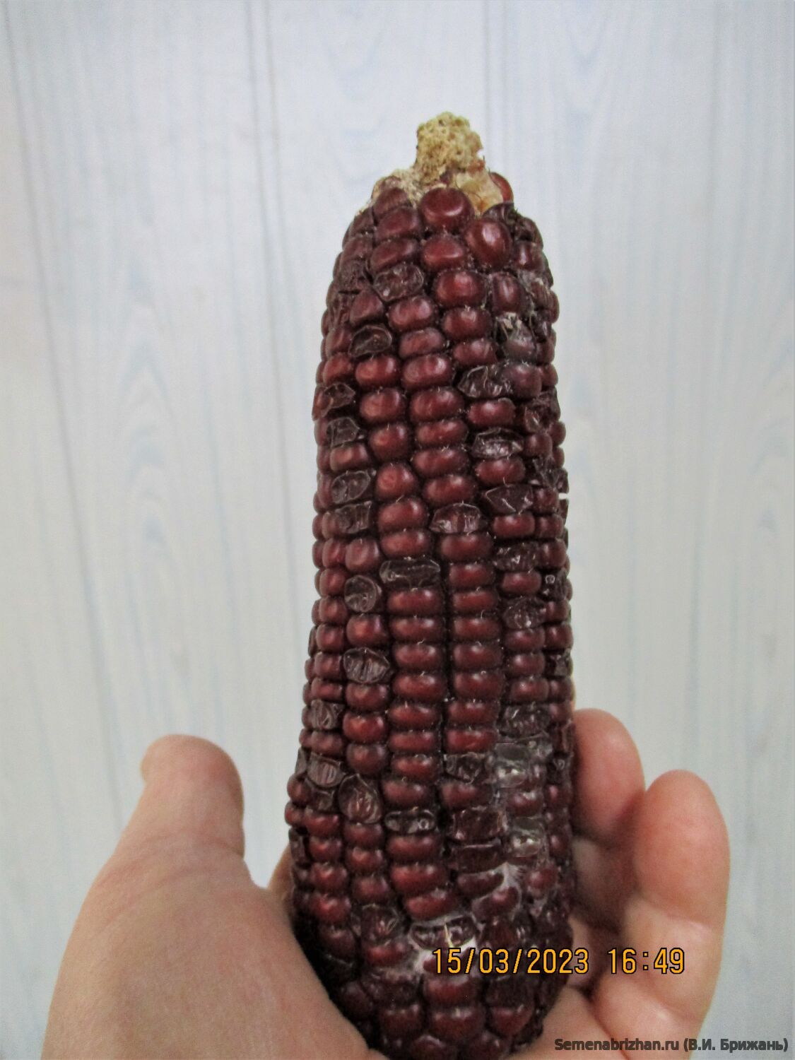 Bloody Butcher (Кровавый мясник )