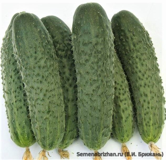 Rustic (Деревенский)