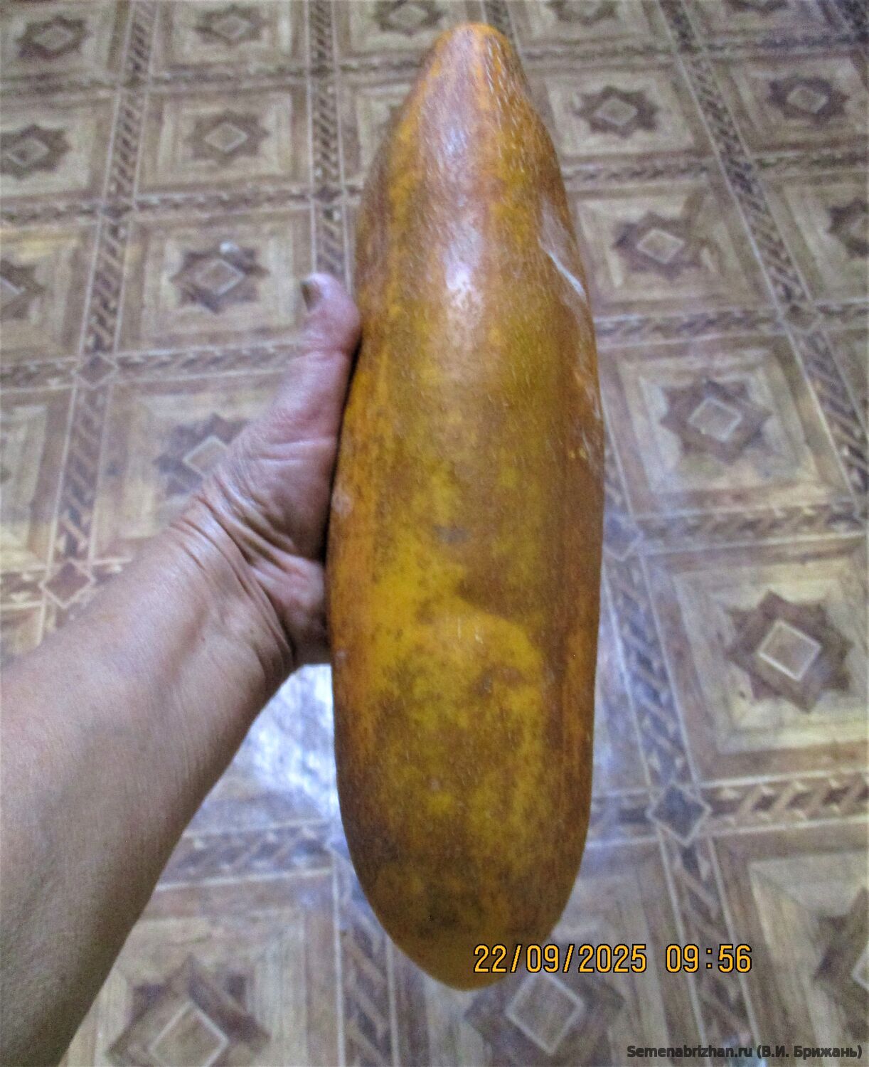 Gele Tros or Large Dutch Yellow