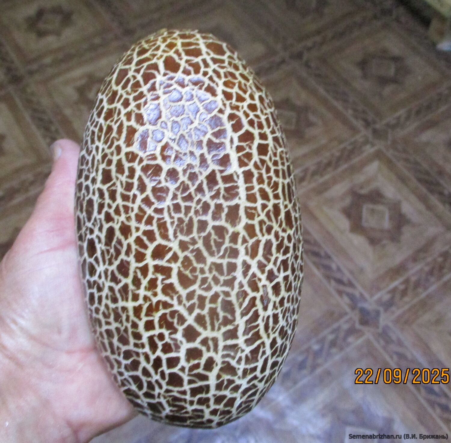 Огурец-Дынька (Сиккимский огурец)