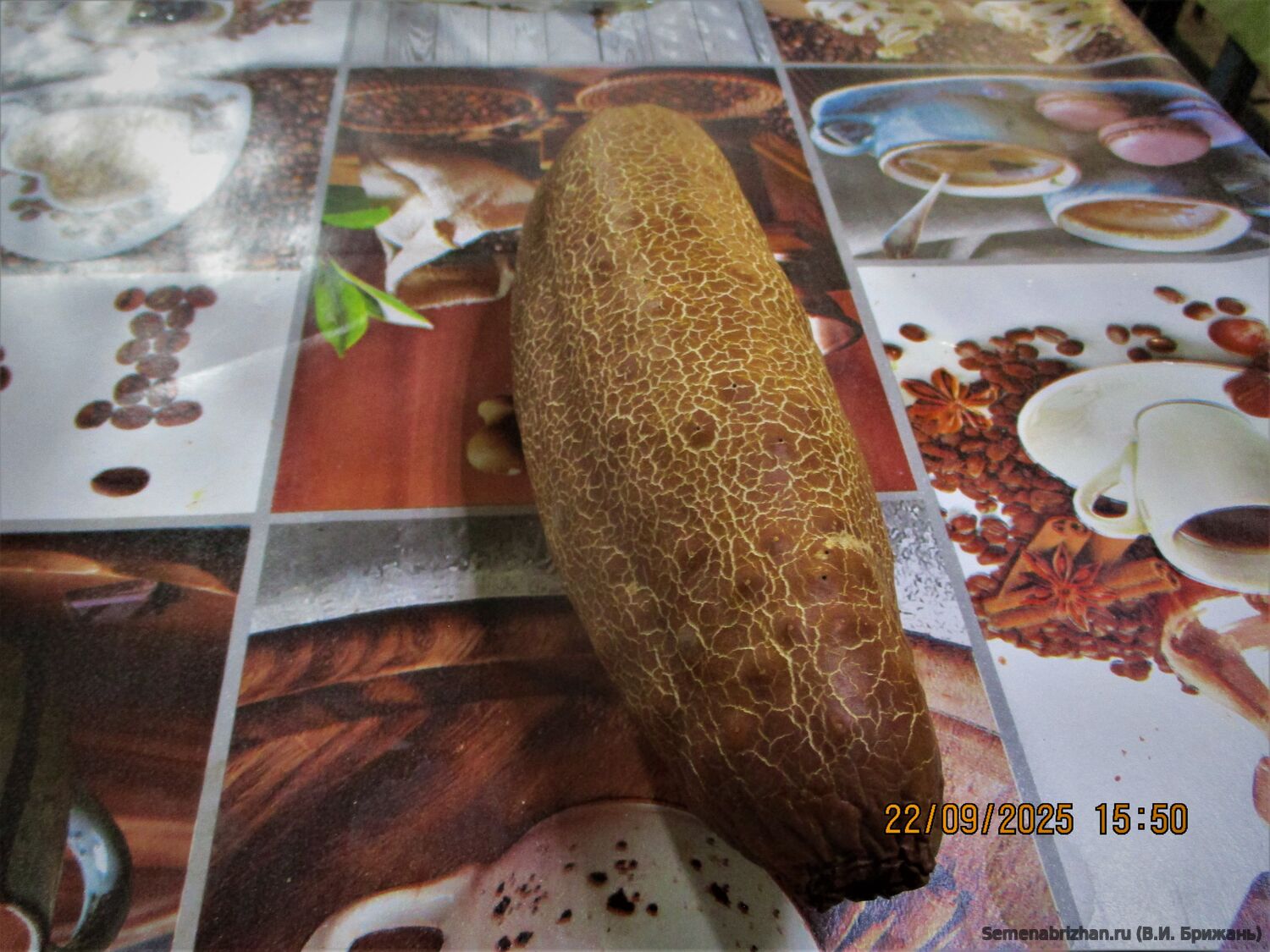 Cucumber Hmong Red Cucumber ( Красный Хмонг )