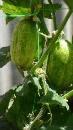 Огурец – Арбуз