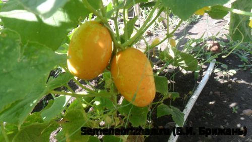 Golden Dragon Egg (Золотое Яйцо Дракона)