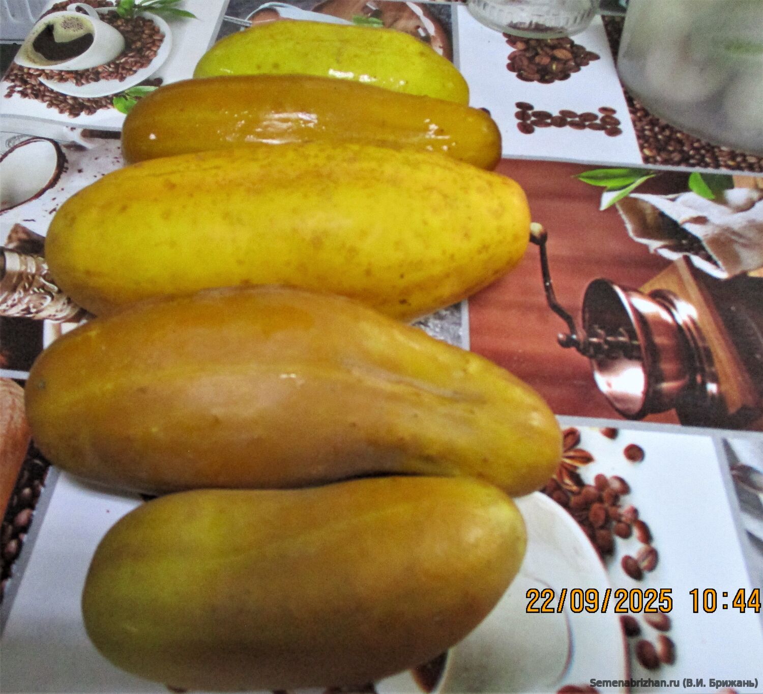 Chinese Slangen Pikk